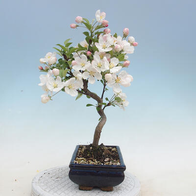 Venkovní bonsai - Malus halliana -  Maloplodá jabloň - 4
