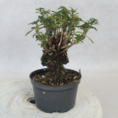 Venkovní bonsai - Saturejka horská - Satureja montana - 4