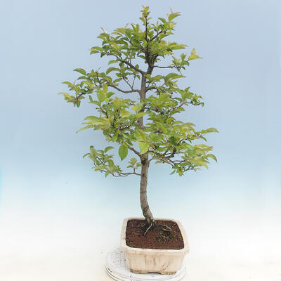 Venkovní bonsai - Malus sp. -  Maloplodá jabloň - 4
