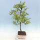 Venkovní bonsai - Malus sp. -  Maloplodá jabloň - 4/7