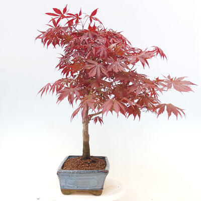 Venkovní bonsai - Acer palm. Atropurpureum-Javor dlanitolistý - 4