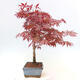 Venkovní bonsai - Acer palm. Atropurpureum-Javor dlanitolistý - 4/7