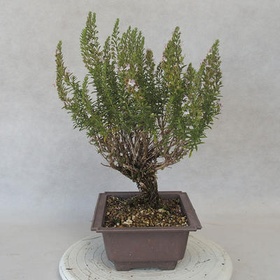 Vonkajšie bonsai - Saturejka horská - Satureja montana - 4