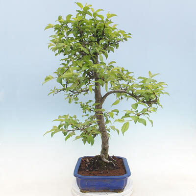 Venkovní bonsai - Malus sp. -  Maloplodá jabloň - 4