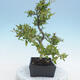 Venkovní bonsai - Malus sp. -  Maloplodá jabloň - 4/6
