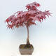 Venkovní bonsai - Acer palmatum Atropurpureum - Javor dlanitolistý červený - 4/7