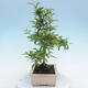 Venkovní bonsai - Malus sp. -  Maloplodá jabloň - 4/6