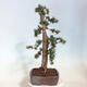 Venkovní bonsai - Taxus cuspidata  - Tis japonský - 4/6