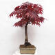 Venkovní bonsai - Acer palmatum Atropurpureum - Javor dlanitolistý červený - 4/7