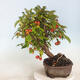 Vonkajší bonsai -Malus halliana - Maloplodá jabloň - 4/5