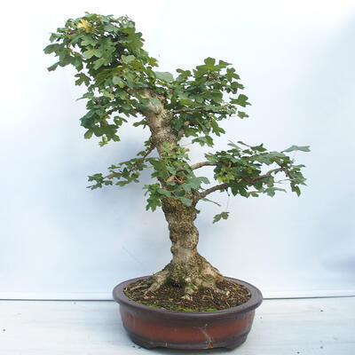 Venkovní bonsai - Acer campestre - Javor babyka - 4