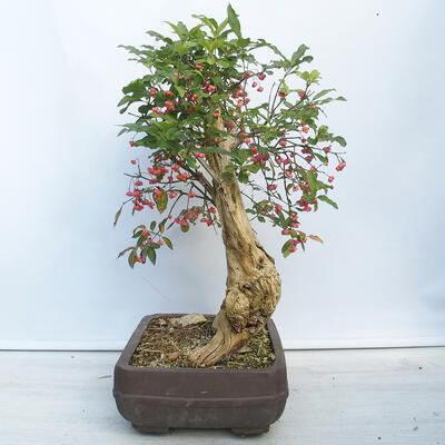 Venkovní bonsai- Brslen evropský - euonimus - 4