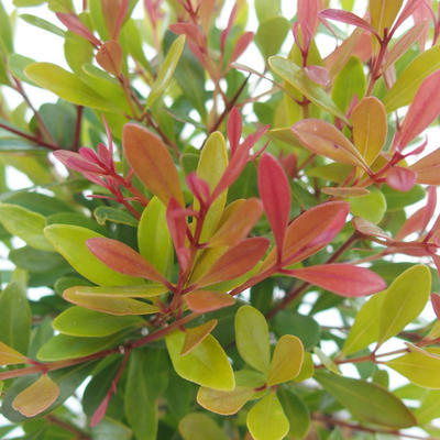 Pokojová bonsai Syzygium -Pimentovník - 4