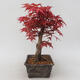 Venkovní bonsai - Javor palmatum DESHOJO - Javor dlanitolistý - 4/5