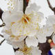Japonská meruňka - Prunus Mume - 4/4