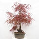 Venkovní bonsai - Javor dlanitolistý - Acer palmatum RED PYGMY - 4/6