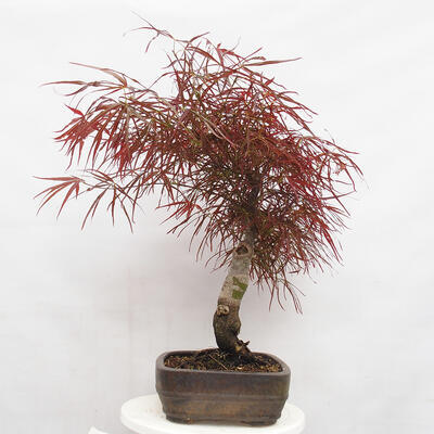 Venkovní bonsai - Javor dlanitolistý - Acer palmatum RED PYGMY - 4