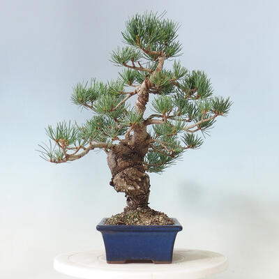 Venkovní bonsai - Pinus parviflora - borovice drobnokvětá - 4