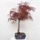 Venkovní bonsai - Javor dlanitolistý - Acer palmatum RED PYGMY - 4/6