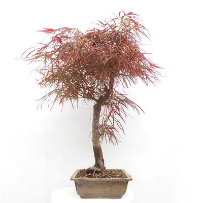 Venkovní bonsai - Javor dlanitolistý - Acer palmatum RED PYGMY - 4