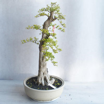 Pokojová bonsai - Duranta erecta aurea - 4