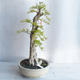 Pokojová bonsai - Duranta erecta aurea - 4/5