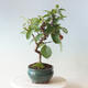Venkovní bonsai -Malus halliana - Maloplodá jabloň - 4/5