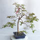 Pokojová bonsai - Australská třešeň - Eugenia uniflora - 4/4
