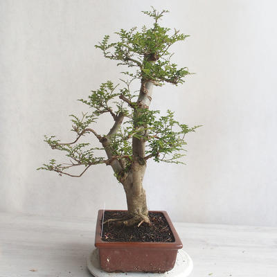 Pokojová bonsai - Fraxinus uhdeii - pokojový Jasan - 4