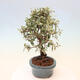 Venkovní bonsai - Cotoneaster Franchetii - Skalník Franchetův - 4/4
