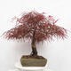 Venkovní bonsai - Javor dlanitolistý - Acer palmatum RED PYGMY - 4/5