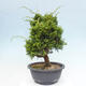 Venkovní bonsai - Juniperus chinensis Itoigawa -Jalovec čínský - 4/4