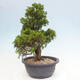 Venkovní bonsai - Juniperus chinensis Itoigawa -Jalovec čínský - 4/4