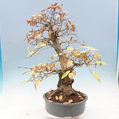 Venkovní bonsai -Carpinus Coreana - Habr korejský - 4