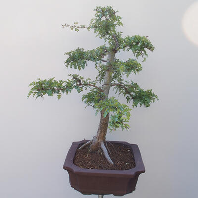 Venkovní bonsai - Hloh jednosemený - 4