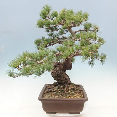 Venkovní bonsai - Pinus parviflora - borovice drobnokvětá - 4