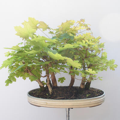 Acer campestre,acer platanoudes - Javor babyka, klen - 4