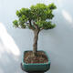 Venkovní bonsai - Buxus - 4/5
