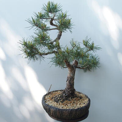 Venkovní bonsai - Pinus sylvestris Watereri  - Borovice lesní - 4