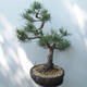 Venkovní bonsai - Pinus sylvestris Watereri  - Borovice lesní - 4/5