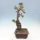 Venkovní bonsai - Pinus parviflora - borovice drobnokvětá - 4/4