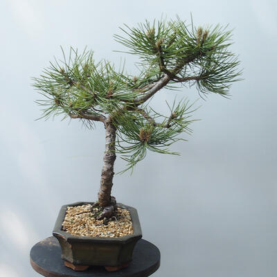 Venkovní bonsai - Pinus Nigra - Borovice černá - 4