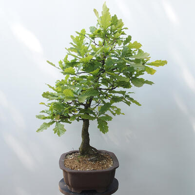 Venkovní bonsai Quercus - dub - 4