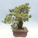 Venkovní bonsai - Pinus parviflora - borovice drobnokvětá - 4/5
