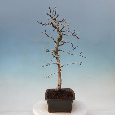 Venkovní bonsai -Carpinus Coreana - Habr korejský - 4