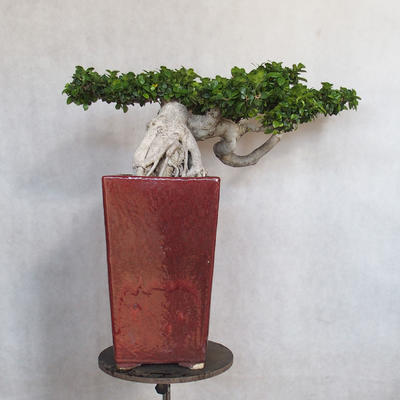 Pokojová bonsai - Ficus nitida -  malolistý fíkus - 4