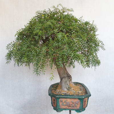 Pokojová bonsai- Pistácie - 4