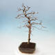 Venkovní bonsai -Carpinus Coreana - Habr korejský - 4/4