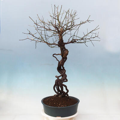 Venkovní bonsai -Japonská meruňka - Prunus Mume - 4