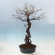 Venkovní bonsai -Japonská meruňka - Prunus Mume - 4/6